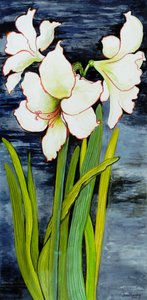 Amaryllis Against a Night Sky